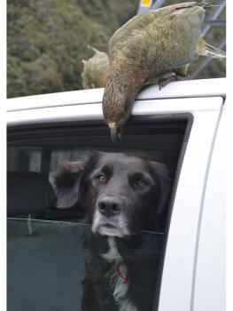 Mosen - Ajax the kea dog: a working dogs life in the high country