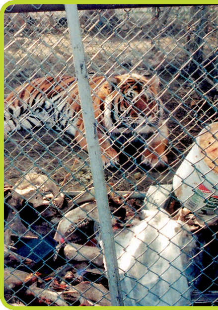 Nitros Kansas home was a tiny cage in a junkyard Ten-year-old Nitro paced - photo 5