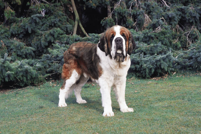 The St Bernard is another very big breed of dog with a shortish lifespan about - photo 6