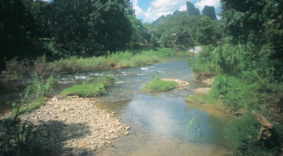 Many bettas and gouramis are found in the wild in shallow stretches of water - photo 4