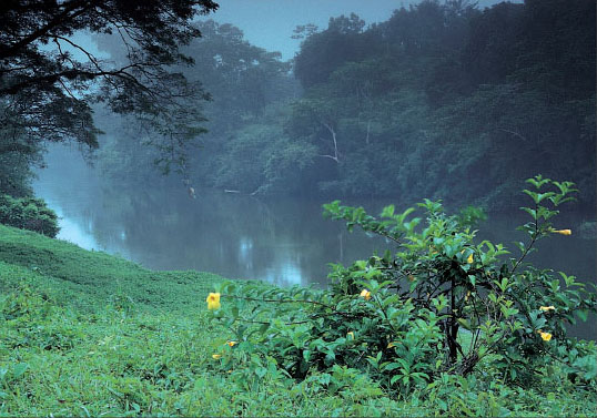 The Belize rainforest the original home of some of the most highly recommended - photo 4