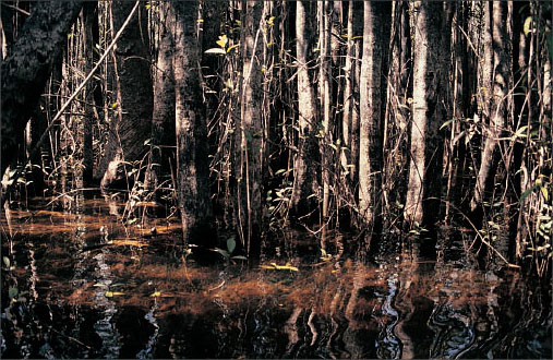 This is cardinal country home to the cardinal tetra in northern Brazil - photo 5