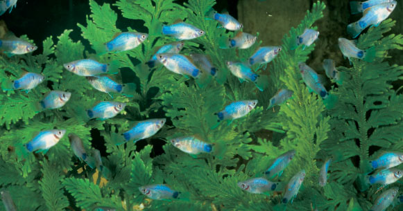 Tropical fish keeping brings the beauty of the natural world into millions of - photo 3