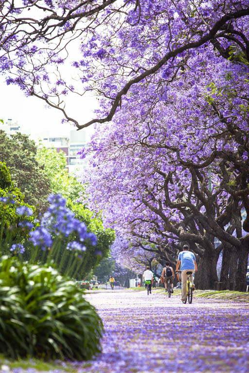 Jacaranda trees in springtime PHILIP LEE HARVEYLONELY PLANET Why I Love - photo 8