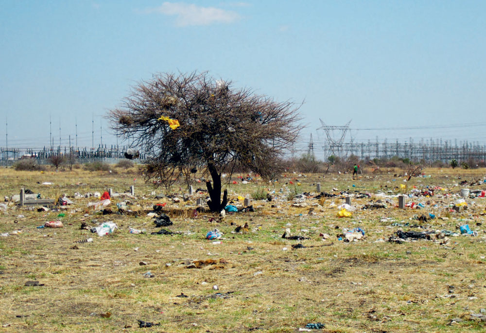 Tree in Marikana In the background a transformer station and power lines that - photo 6
