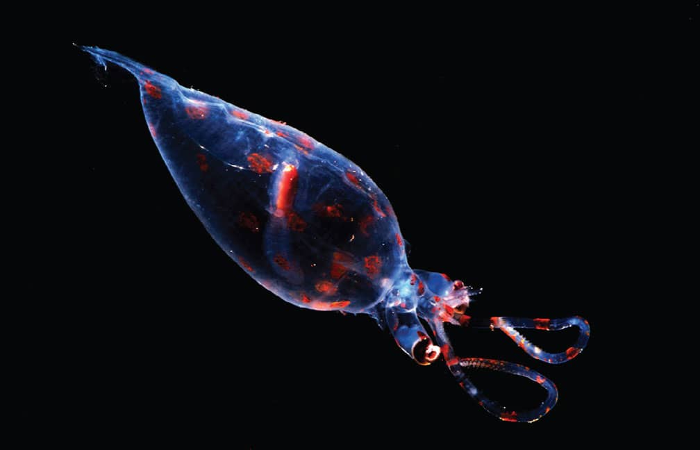 Even translucent squids like this one use their dynamically controlled - photo 6