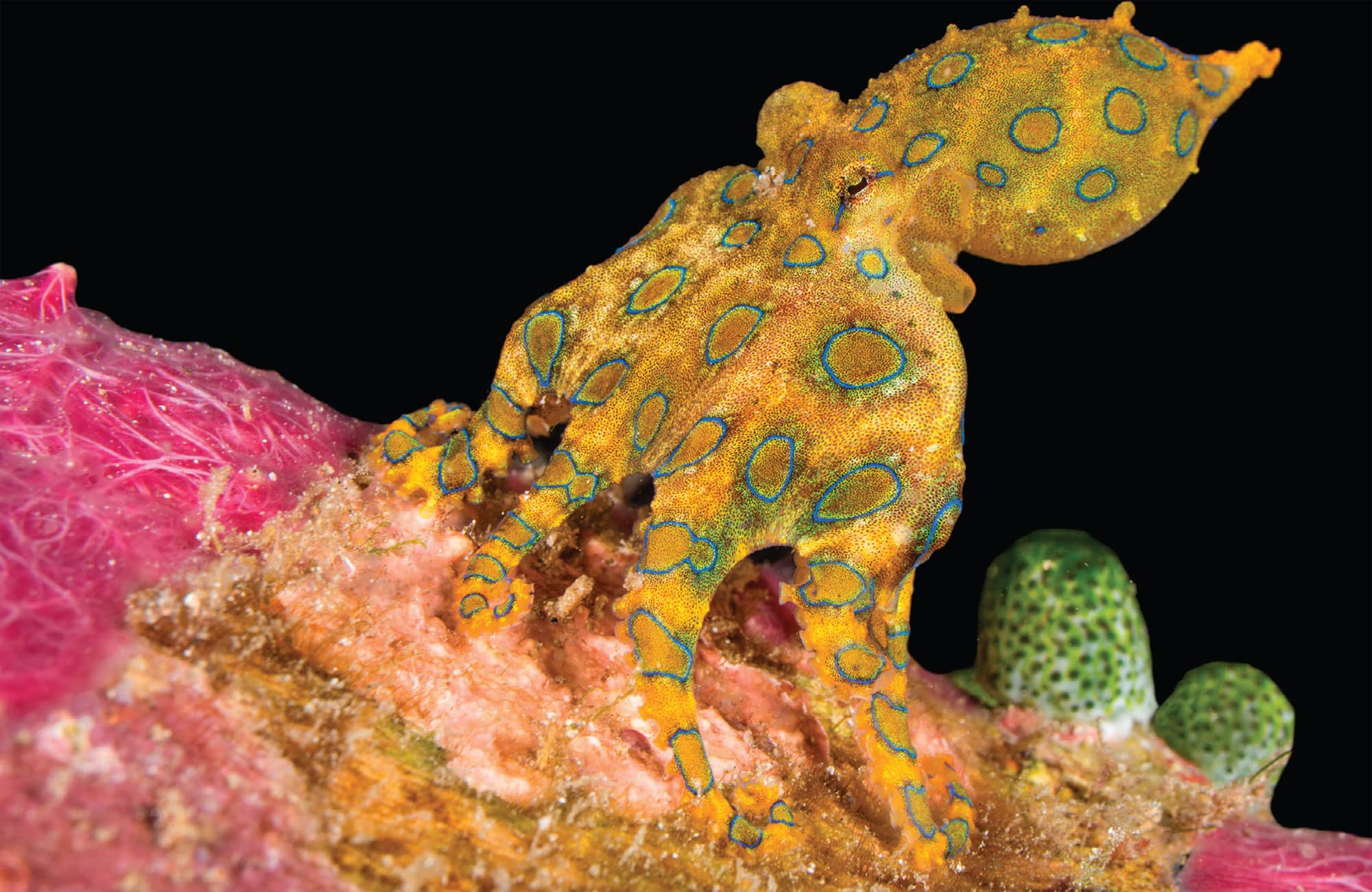 The blue-ringed octopus sometimes expresses its rings weakly for camouflage as - photo 7