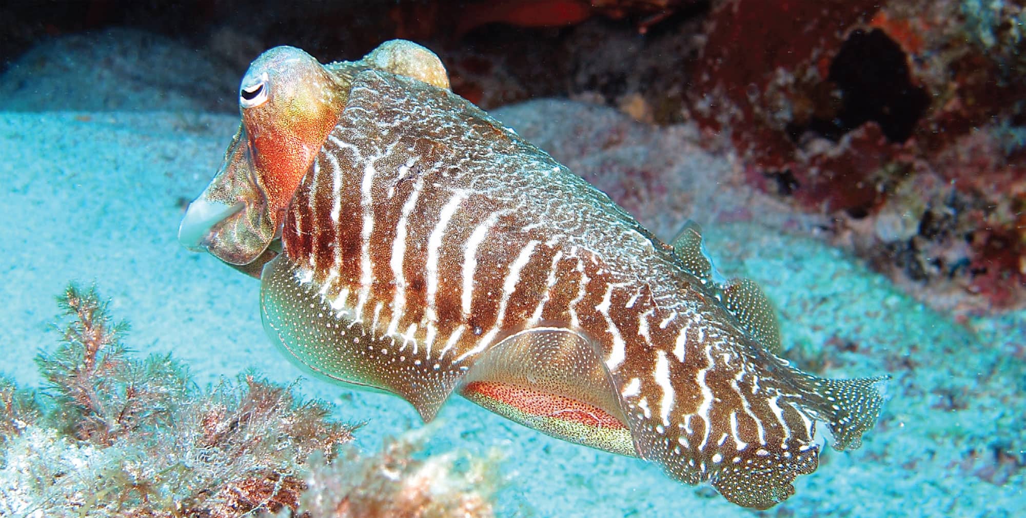 Cuttlefish can switch from camouflage to conspicuous signaling in one fifth of - photo 8