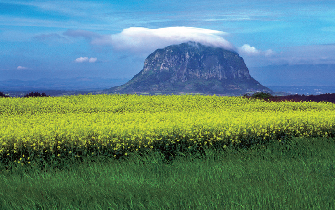 Spring A field of rape flowers in full bloom in front of Mt Sanbang - photo 6