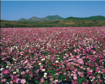 Autumn A field full of cosmos flowers Winter Snow covers the flanks of Mt - photo 8