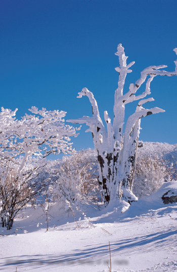 Winter Snow covers the flanks of Mt Halla JEJU THROUGH A POETS EYES The - photo 9