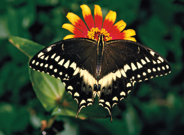 PALAMEDES SWALLOWTAIL Papilio palamedes Number Forty-six Louise Lindsey - photo 1