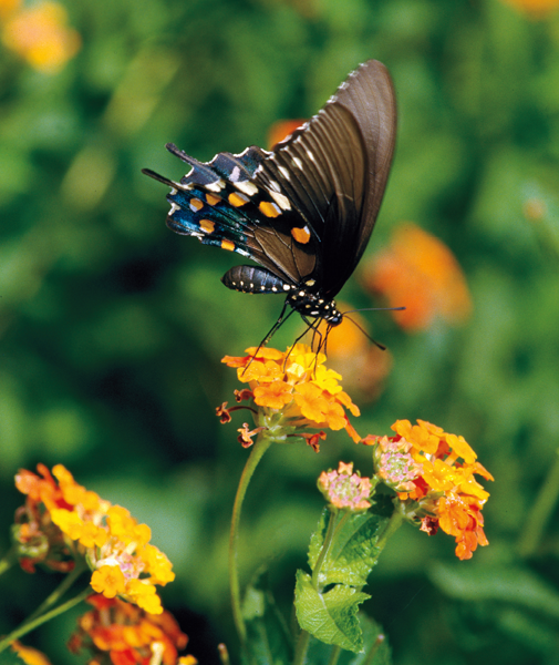 Butterfly Gardening for Texas - image 2