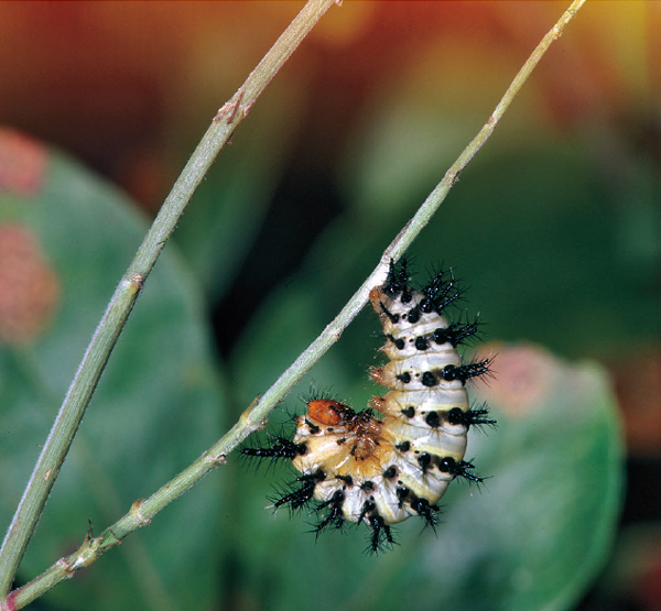 JANAIS PATCH Chlosyne janais LARVA All photographs for the book were taken - photo 4