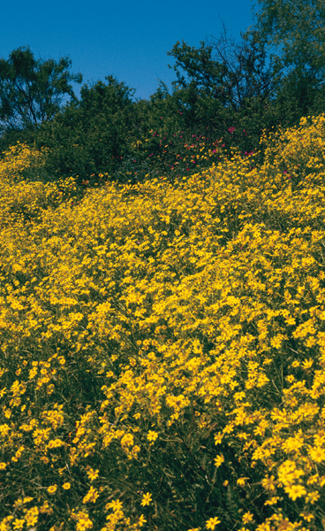 FIELD OF FALL BLOOMING FLOWERS ATTRACTS BUTTERFLIES Contents THEONA - photo 6