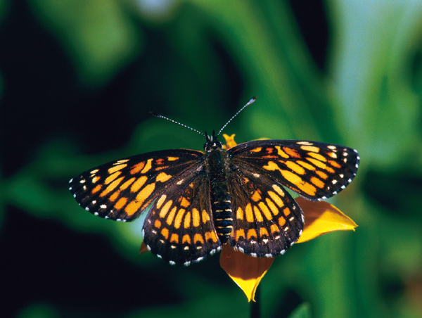 THEONA CHECKERSPOT Chlosyne theona Acknowledgments This book was - photo 7