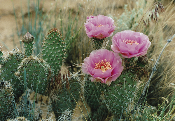 Prickly Pear Cactus Ron Adkison Escalante River Trail Emily Ressler - photo 5