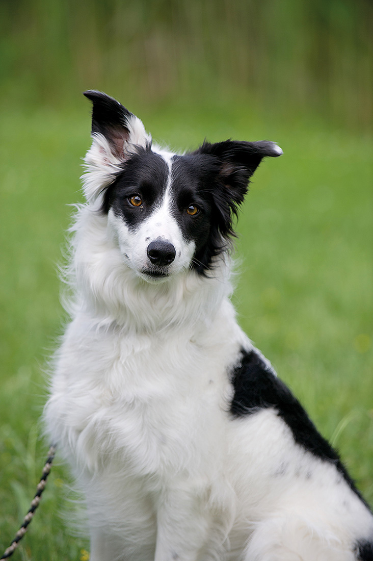 Merit 2-year-old Border Collie Merit thinks the best thing to do is to cuddle - photo 6