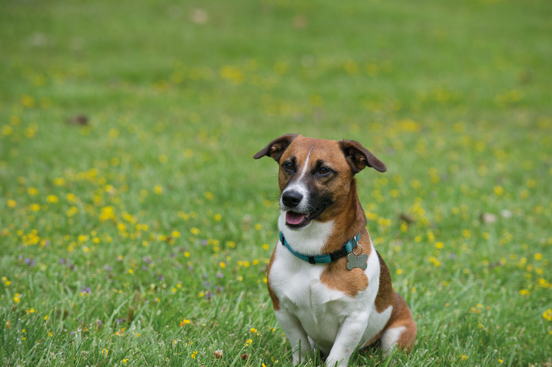 Hobbes 4-year-old Parson Jack Russell Hobbess favorite sports are running - photo 7