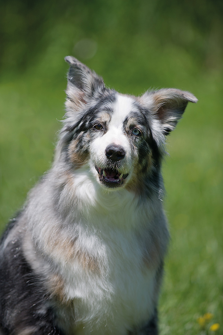 Baloo 12-year-old Australian Shepherd Baloo likes to chase other dogs with - photo 8