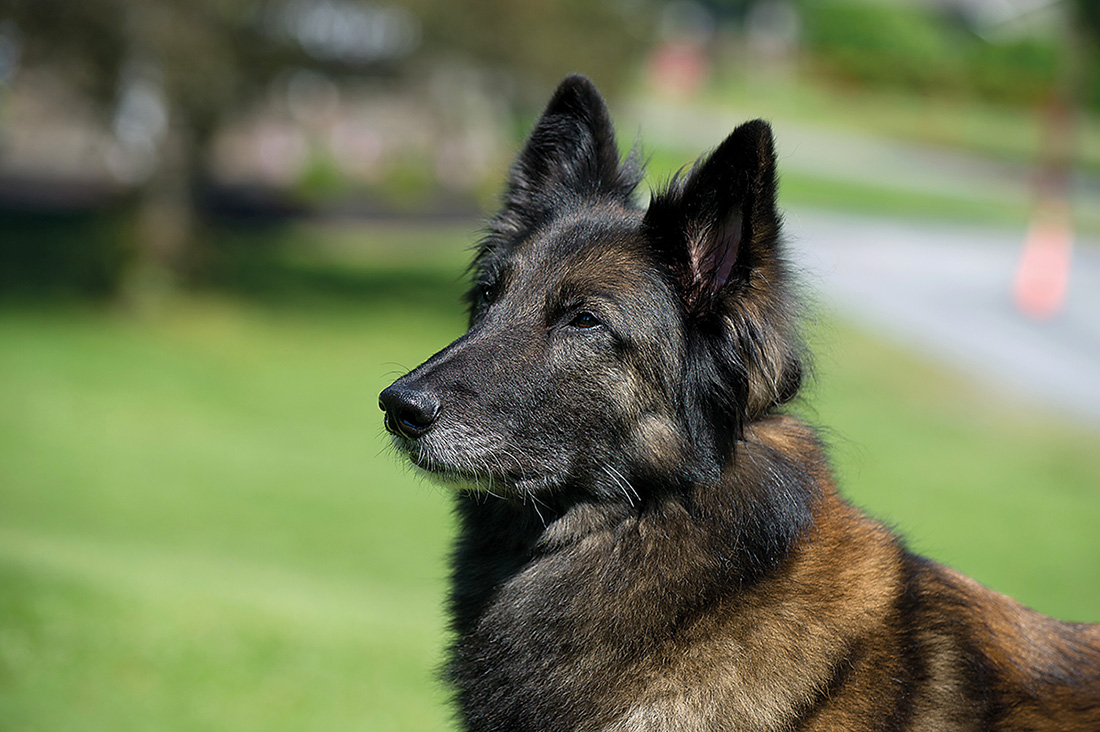 Queezle 9-year-old Belgian Tervuren Queezle is a diva who loves to be - photo 9