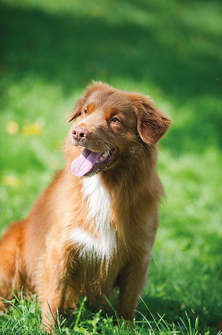 Cooper 6-year-old Nova Scotia Duck Tolling Retriever Cooper is a multiple - photo 10