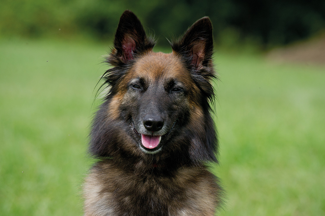 Babe 3-year-old Belgian Tervuren Babe is as cute as a button and known as - photo 11