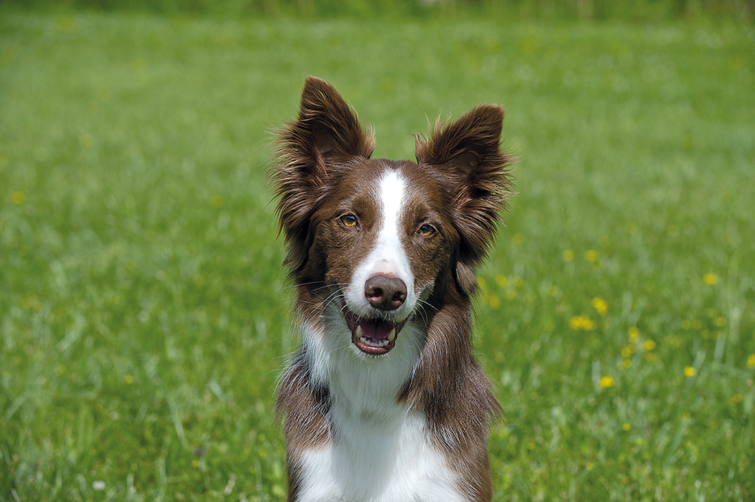 Benny 7-year-old Border Collie Swimming is Bennys favorite activityhe loves - photo 12