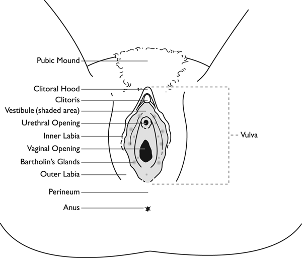 The outer area of the female genitals Some women and their partners like to - photo 3