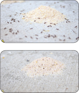 If youve got ants and youre looking for a natural form of pest control try - photo 12