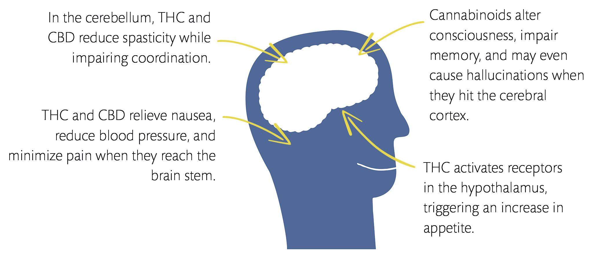 In the Brain Cannabinoids act on neural receptors involved in memory and - photo 9