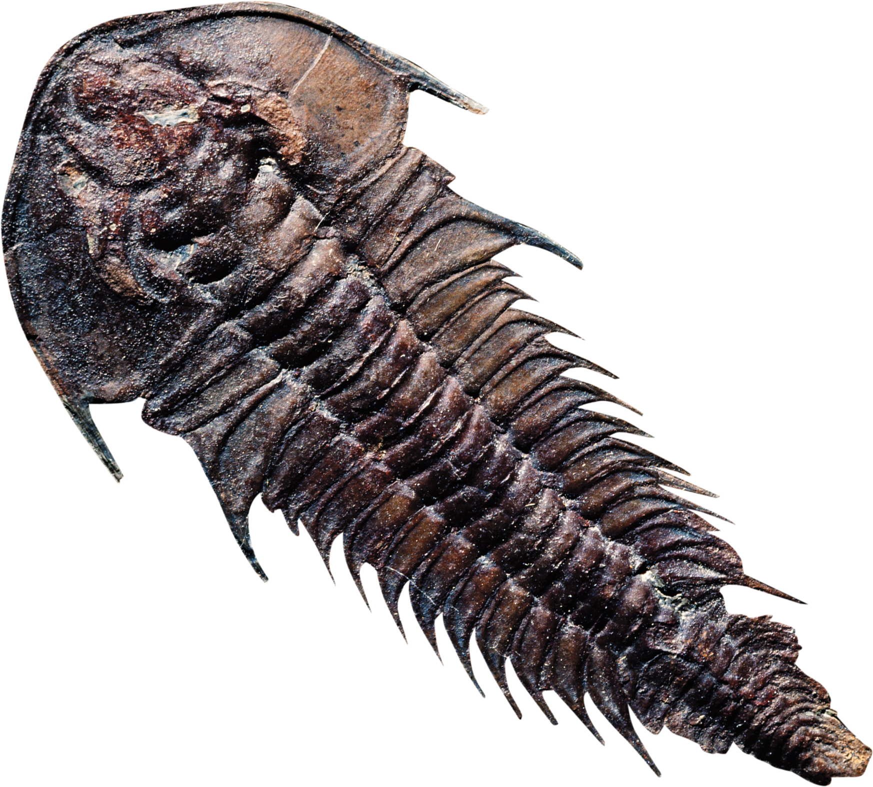 Trilobitesdistinctive hard-shelled arthropods like this Mesonacis vermontanus - photo 11