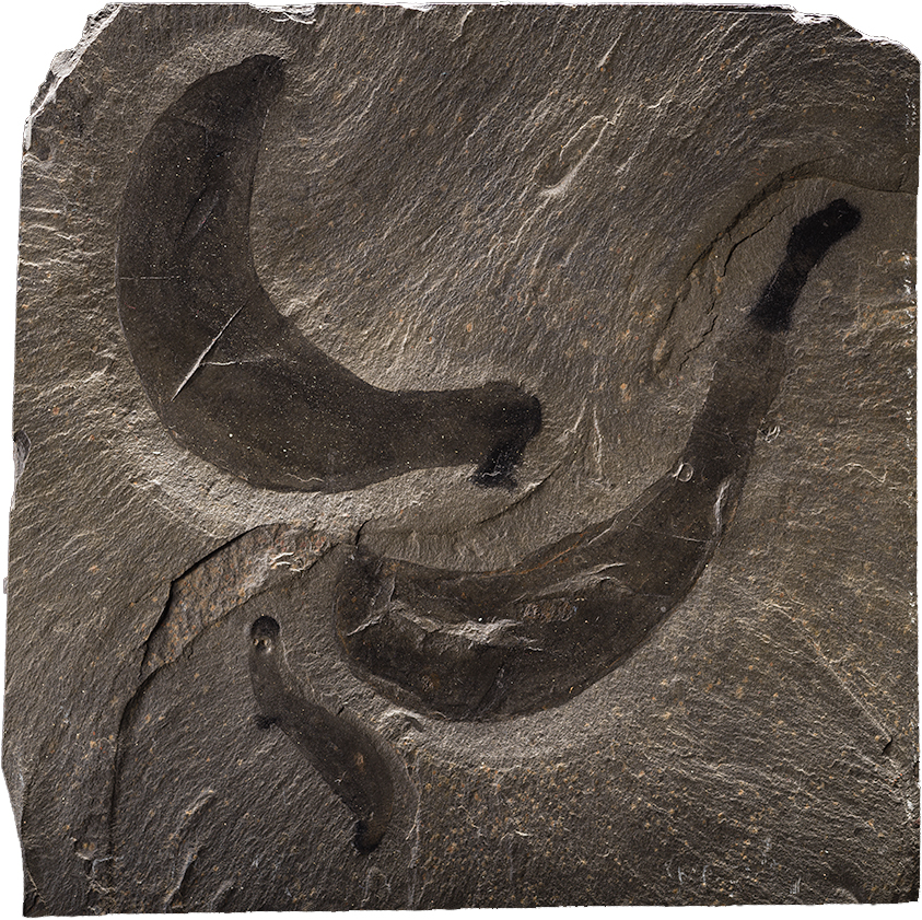 Pikaia gracilens had a distinct head and a flexible nerve cord running through - photo 12