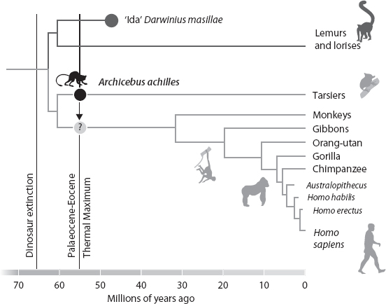 FIGURE 11 The evolution of the primates apes and hominins Archicebus - photo 2