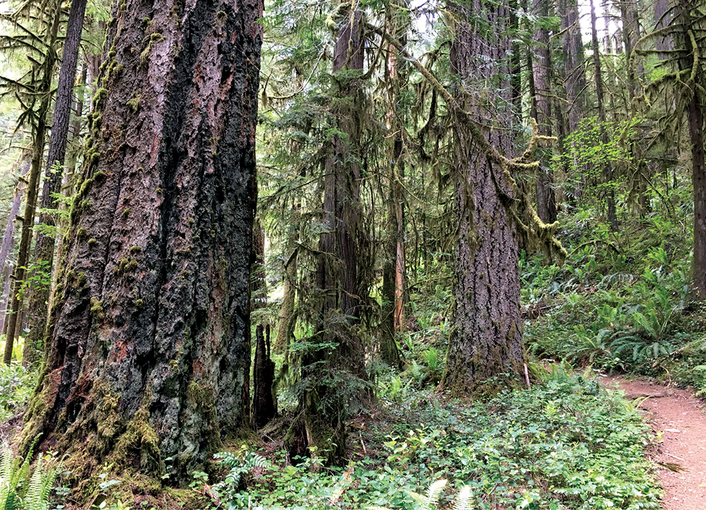 Ancient Douglas-fir trees and a variety of forest understory plants line the - photo 12