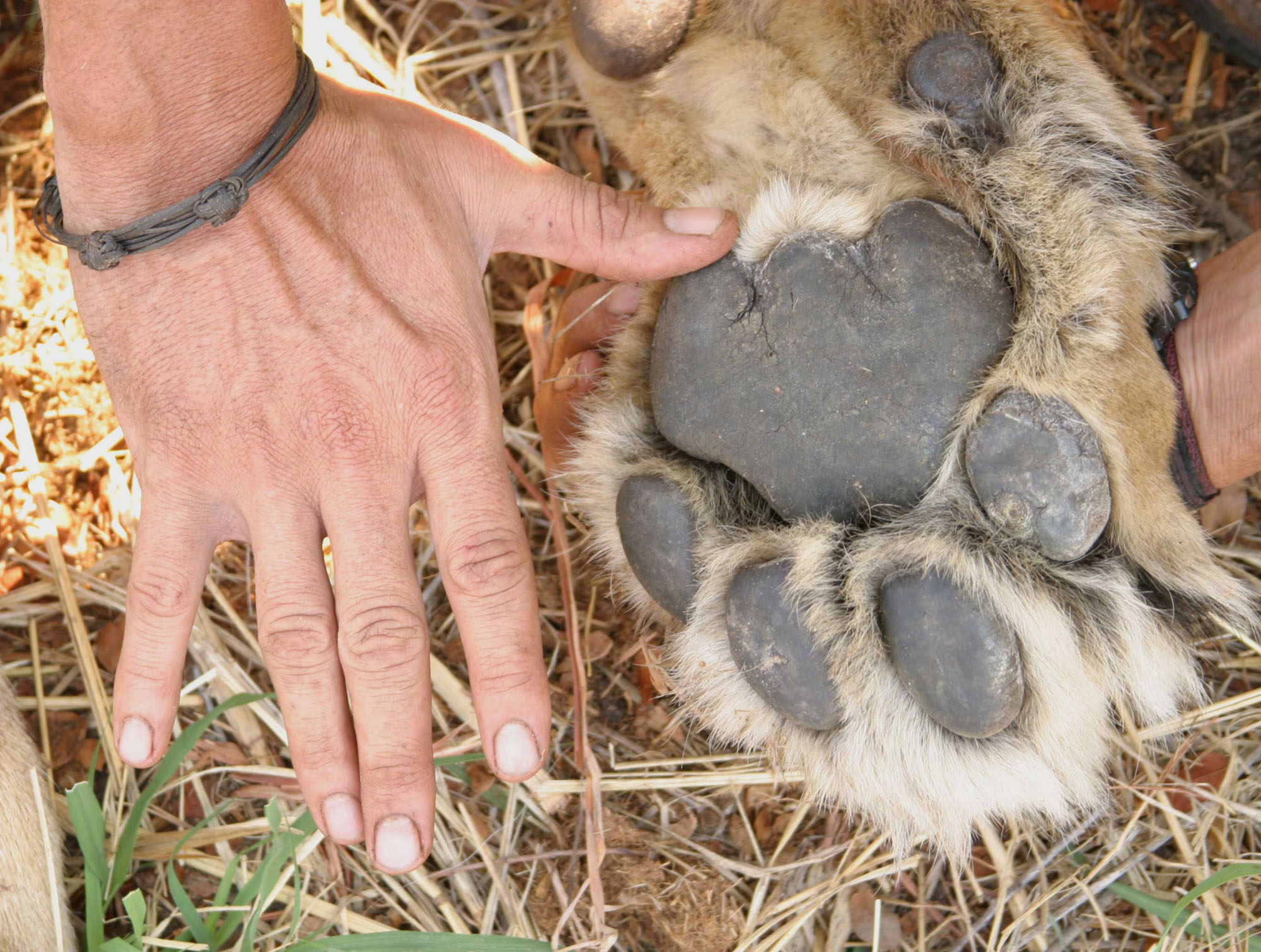 This is startling given that lions are one of the most recognizable and beloved - photo 7