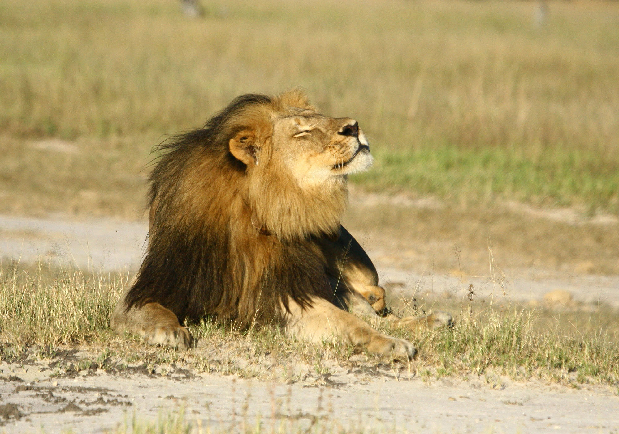 Cecil 2011 CONTENTS Locations of the main lion prides studied in - photo 3