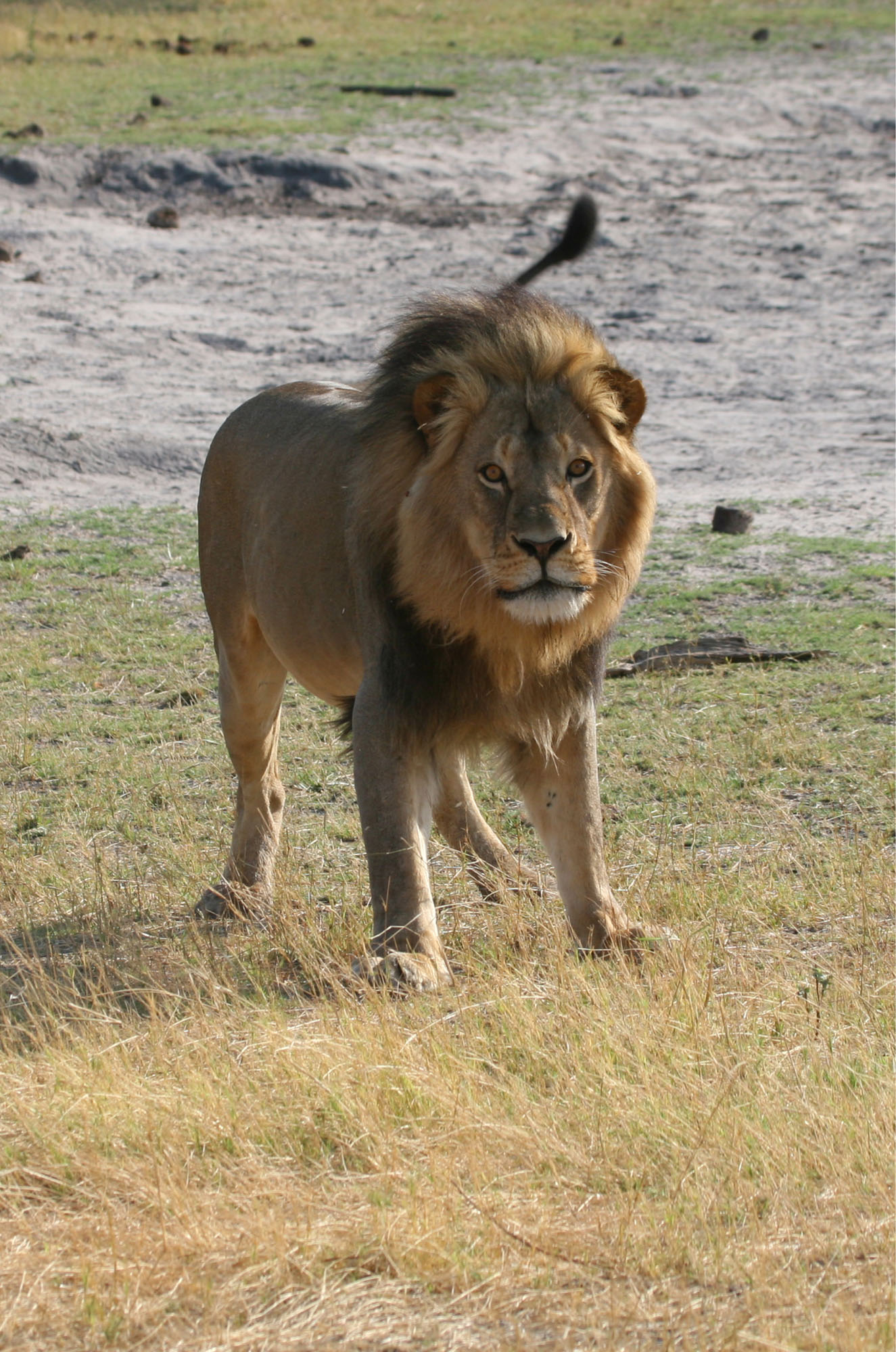 Cecil charging the research vehicle seconds after he was first darted A - photo 6