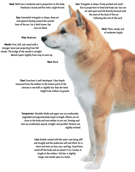 Physical Characteristics of the Shiba Inu from the American Kennel Club - photo 3