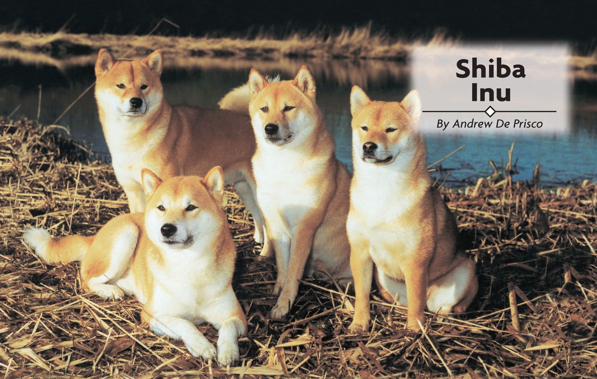 Table of Contents Physical Characteristics of the Shiba Inu from the - photo 2