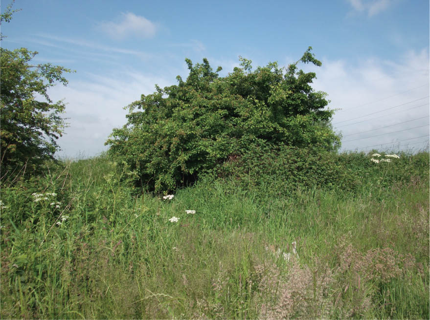 Fig 4 Landscape features such as this small hawthorn are just waiting to be - photo 6