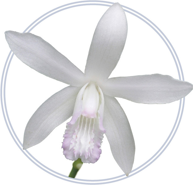 Bletilla striata alba SPIDER ORCHID Brassia Orange Delight Brassia Rex - photo 14