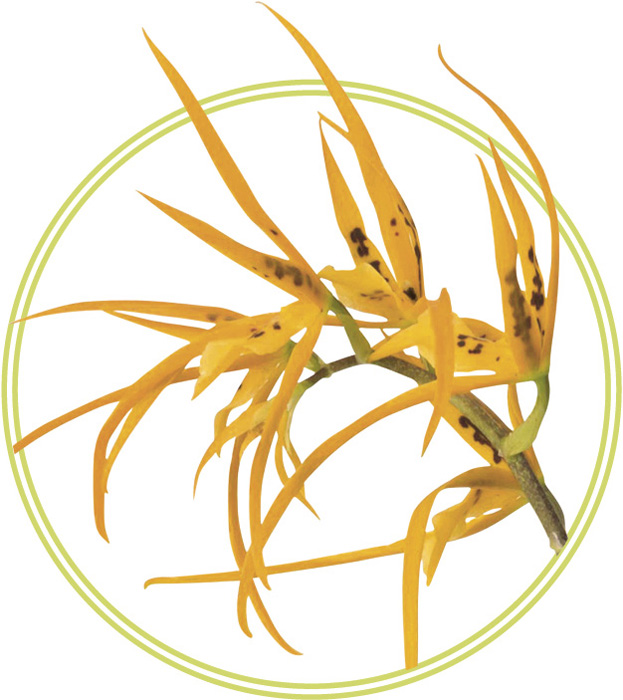 SPIDER ORCHID Brassia Orange Delight Brassia Rex Brassia Ariana Verde - photo 15