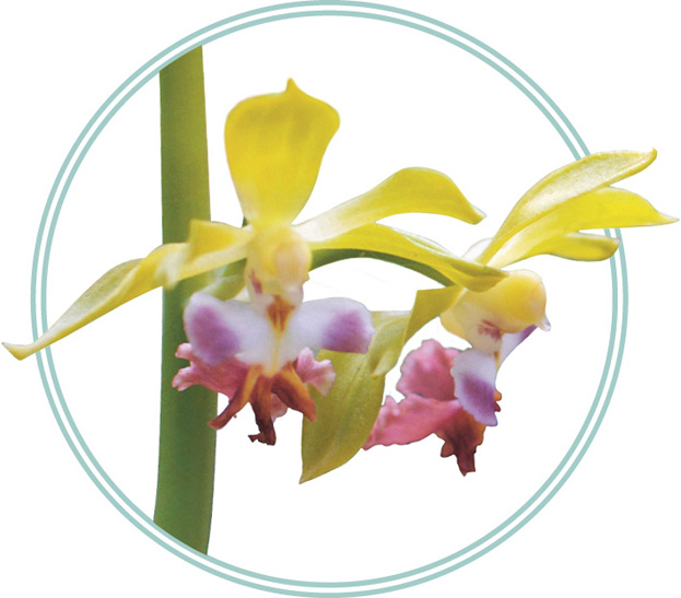 Calanthe tricarinata CORSAGE ORCHID Cattleya bowringiana Guarianthe - photo 23