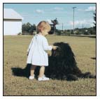 Meet a most intelligent herding breed the Bergamasco prized for its peaceable - photo 3