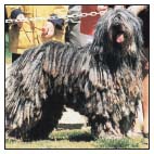 Learn the requirements of a well-bred Bergamasco by studying the description of - photo 4