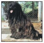 Consider the care of your senior Bergamasco including the proper diet for a - photo 9