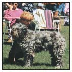 Experience the dog show world including different types of shows and the - photo 10