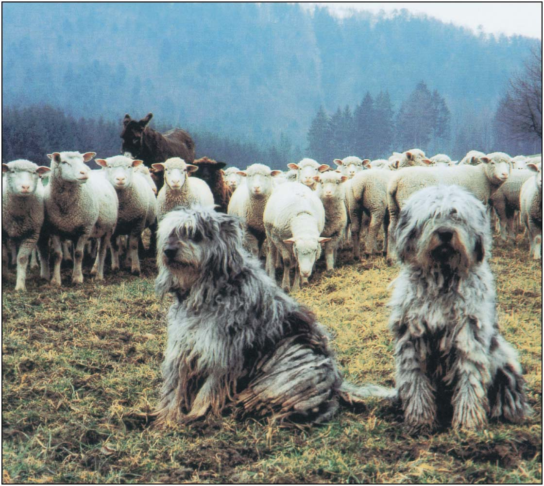 At the end of the 19th century the Bergamasco was still referred to as the - photo 11