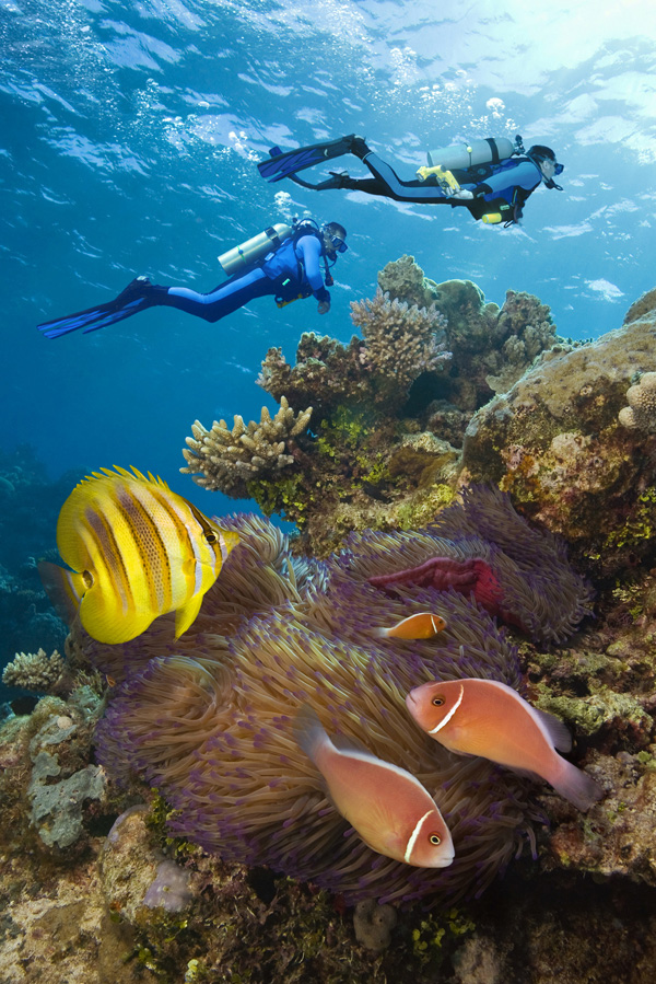 Great Barrier Reef Divers explore the reefs coral and sea life JEFF - photo 10